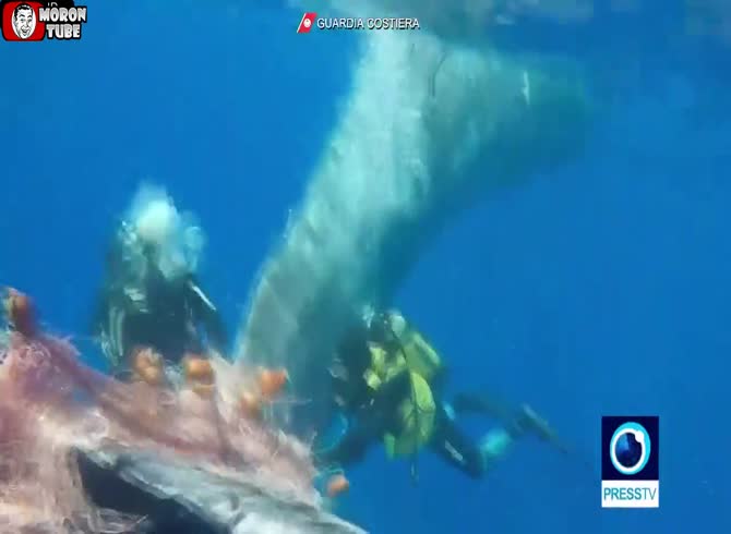 Video :Italian divers save a whale trapped in a fishing net